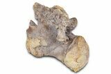 Fossil Mosasaur (Clidastes?) Vertebra - Kansas #382043-1